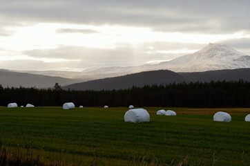white packed hay bales on green field in late summer