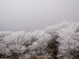 冬の九重連山大船山への樹氷の道