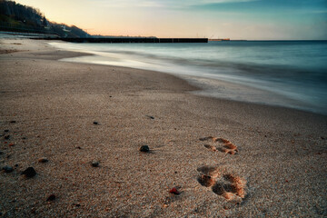 Dog footprints on the wet sand of a beach off the baltic sea