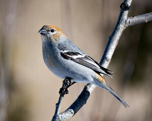 Pine Grosbeak Stock Photo. Pine Grosbeak close-up profile view, perched  with a blur background in its environment and habitat. Image. Picture. Portrait.