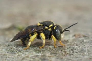 Foto auf Leinwand Closeup of one of the small carder bees,  Anthidium strigatum , posed on wood © Henk