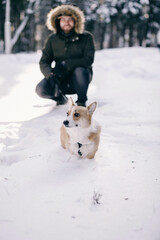 corgi dog walks in the snow in winter