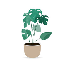 Monstera flower isolated on white background ,Tree Houseplant for Home and Office. Vector illustration EPS 10