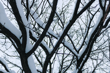 black snow-covered oak branches on a cold winter day