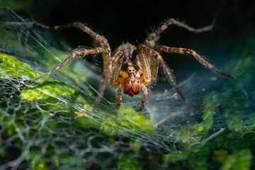 A Funnel Web Spider (Agelenopsis) creating a web in the summer sun.