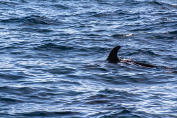 Naklejka premium Dolphins in Tenerife, Canary Islands, Spain. Travel destination and principal attraction