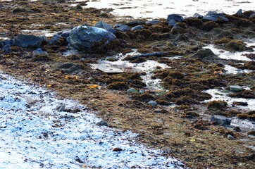 snowy seaweed covered rocky sea shore in winter