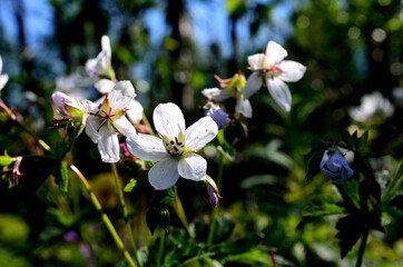 beautiful white wood cranesbill flower in summer