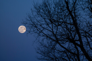 the full moon behind the branches of an oak in winter 