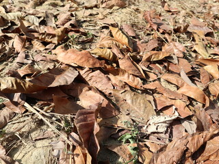 falling leaves on the ground outside bright and close-up design for brown background texture