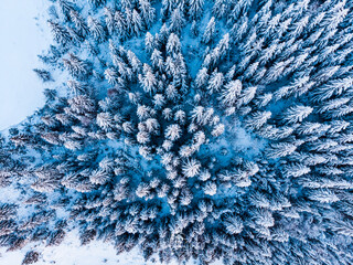 Rolling Clouds At Dense Spruce Coniferous Forest On Snowy White Hill Slope In Winter During Sunset. - Aerial Drone Shot. A forest Densely Covered With Fresh Snow