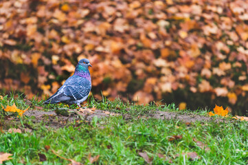 One pigeon on grass in autumn landscape