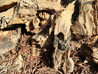 falling leaves and dry wood on the ground outside bright and close-up design for brown background texture