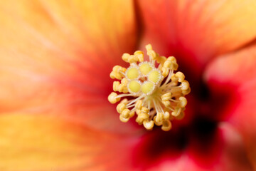 Hibiscus