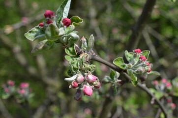 Pąki kwiatowe starej dzikiej jabłoni,  Malus © Ewa