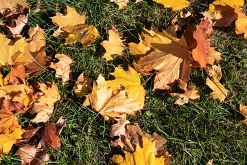 autumn yellow leaves on green grass