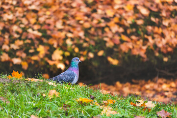 One pigeon on grass in autumn landscape