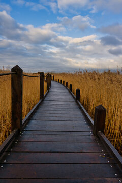A boardwalk in a marshland full of reeds in golden color with an amazing sky in the background. Picture from Lund, southern Sweden