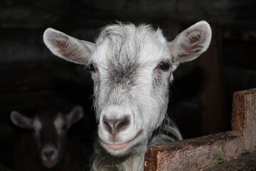 portrait of a goat