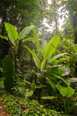 Koh Lanta Jungle, Thailand