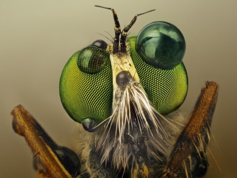 Extreme sharp and detailed macro of robber fly