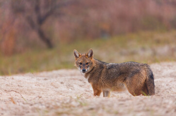 Golden jackal - CHACAL DORADO (Canis aureus), Danube Delta - DELTA DEL DANUBIO, Ramsar Wetland, Unesco World Heritgage Site, Tulcea County, Romania, Europe