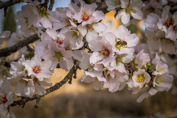 Abeja recogiendo polen entre flores de almendro rosa y blanco