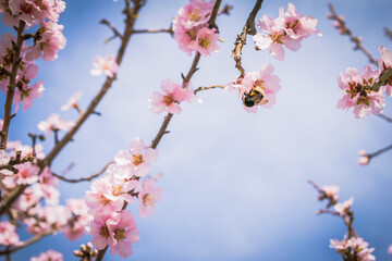 Abejorro en flor de almendro recogiendo polen