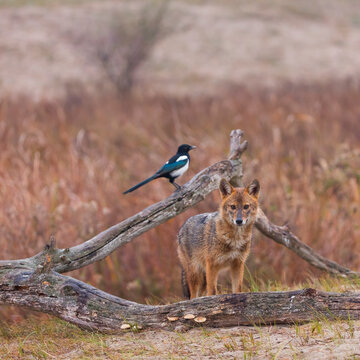 Golden Jackal - CHACAL DORADO (Canis Aureus), Danube Delta - DELTA DEL DANUBIO, Ramsar Wetland, Unesco World Heritgage Site, Tulcea County, Romania, Europe