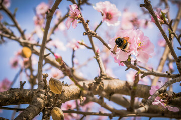 Abejorro en flor de almendro recogiendo polen