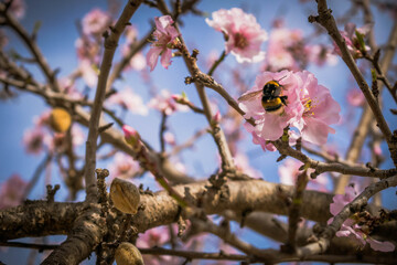 Abejorro en flor de almendro recogiendo polen