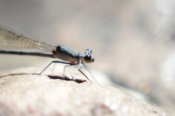 close up of a dragonfly