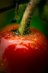 Macro image of ripe rosehip fruit after rain