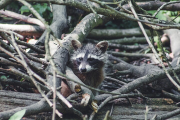Raccoon in nature. Animal theme. Wildlife park in Warstein, Germany
