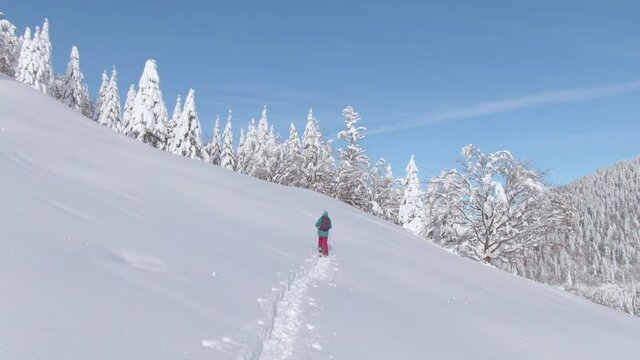 AERIAL: Woman on splitboarding trip in the Julian Alps hikes up a snowy meadow. Scenic wintry mountain landscape surrounds fit young woman ski touring on a sunny day. Gorgeous idyllic wintry landscape
