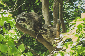 Raccoon in nature. Animal theme. Wildlife park in Warstein, Germany