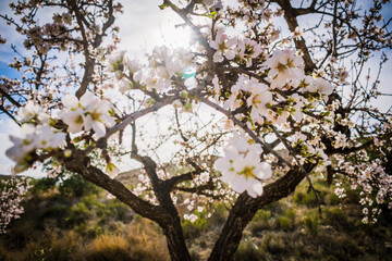 Conjunto de almendros en flor de color blanco y rosa