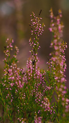 Fleurs de bruyère sauvages aux pétales roses, poussant aux abords d'une petite forêt de pins landais.  Elles attirent de nombreux insectes butineurs 