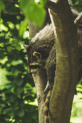 Raccoon in nature. Animal theme. Wildlife park in Warstein, Germany
