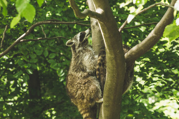 Raccoon in nature. Animal theme. Wildlife park in Warstein, Germany