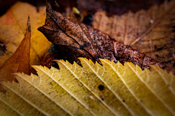 Background of autumn fallen leaves in macro