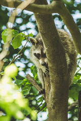 Raccoon in nature. Animal theme. Wildlife park in Warstein, Germany