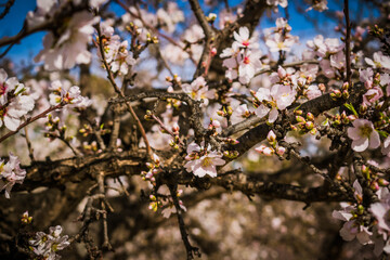 Abejorro en flor de almendro recogiendo polen