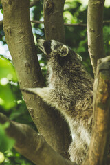 Raccoon in nature. Animal theme. Wildlife park in Warstein, Germany