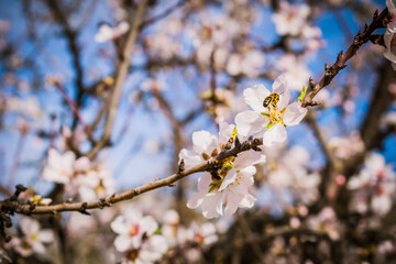 Almendro en flor con abejas recolectando polen