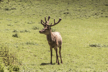 Single red deer on a green clearing. Animal theme. Wildlife park in Warstein, Germany