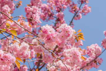 Springtime cherry blossoms