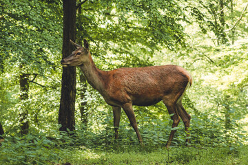 Single red deer on a green clearing. Animal theme. Wildlife park in Warstein, Germany