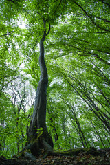 A perspective of a tree in a green forest