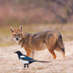 Golden jackal - CHACAL DORADO (Canis aureus), Danube Delta - DELTA DEL DANUBIO, Ramsar Wetland, Unesco World Heritgage Site, Tulcea County, Romania, Europe